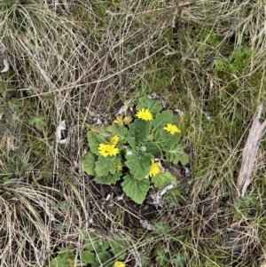 Cymbonotus sp. (preissianus or lawsonianus) at Mount Clear, ACT - 30 Sep 2022