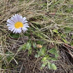 Brachyscome decipiens at Booth, ACT - 30 Sep 2022 12:20 PM