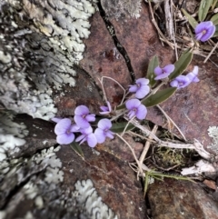 Hovea heterophylla (Common Hovea) at Booth, ACT - 30 Sep 2022 by SimoneC