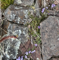 Hovea heterophylla at Booth, ACT - 30 Sep 2022