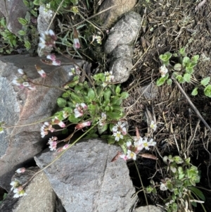 Erophila verna at Booth, ACT - 30 Sep 2022 12:43 PM