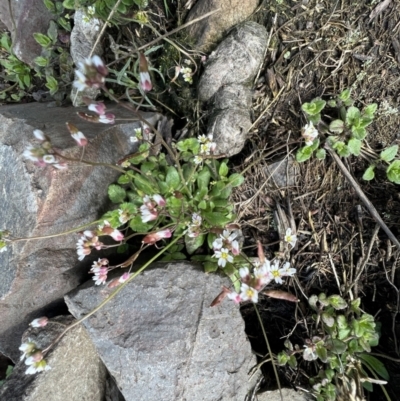 Erophila verna (Whitlow Grass) at Booth, ACT - 30 Sep 2022 by SimoneC