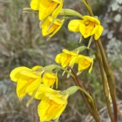 Diuris protena (Northern Golden Moth) at Fentons Creek, VIC - 26 Sep 2022 by KL