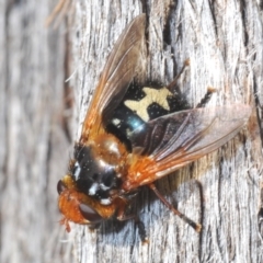 Microtropesa sinuata (A bristle fly) at Mount Jerrabomberra - 25 Sep 2022 by Harrisi