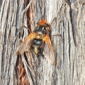 Microtropesa sinuata at Jerrabomberra, NSW - 25 Sep 2022