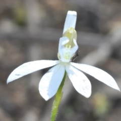 Caladenia fuscata at Stromlo, ACT - 29 Sep 2022