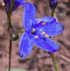 Chamaescilla corymbosa (Blue Stars) at Fentons Creek, VIC - 26 Sep 2022 by KL