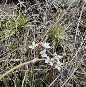 Cardamine sp. at Booth, ACT - 30 Sep 2022 12:51 PM