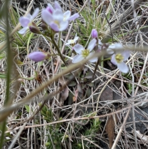 Cardamine sp. at Booth, ACT - 30 Sep 2022 12:51 PM