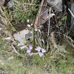 Cardamine franklinensis (Franklin Bitter Cress) at Mount Clear, ACT - 30 Sep 2022 by SimoneC