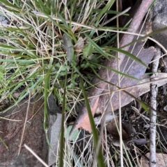 Cardamine franklinensis at Mount Clear, ACT - 30 Sep 2022 11:31 AM