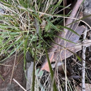 Cardamine franklinensis at Mount Clear, ACT - 30 Sep 2022