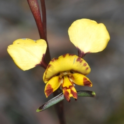 Diuris semilunulata (Late Leopard Orchid) at Stromlo, ACT - 29 Sep 2022 by Harrisi
