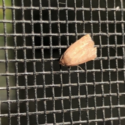 Oecophoridae (family) (Unidentified Oecophorid concealer moth) at Aranda, ACT - 30 Sep 2022 by KMcCue