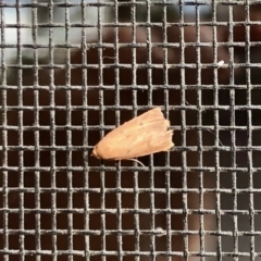 Oecophoridae (family) at Aranda, ACT - 30 Sep 2022