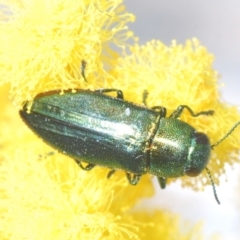 Melobasis obscurella (Obscurella jewel beetle) at Stromlo, ACT - 29 Sep 2022 by Harrisi