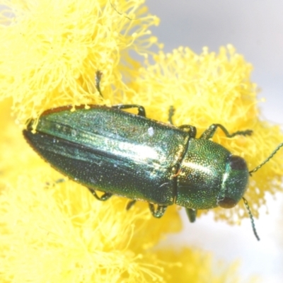 Melobasis obscurella (Obscurella jewel beetle) at Stromlo, ACT - 29 Sep 2022 by Harrisi