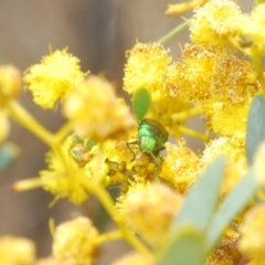 Melobasis obscurella at Stromlo, ACT - 29 Sep 2022