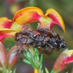 Diphucrania acuducta at O'Connor, ACT - 30 Sep 2022