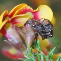 Diphucrania acuducta at O'Connor, ACT - 30 Sep 2022