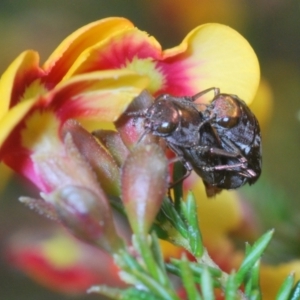 Diphucrania acuducta at O'Connor, ACT - 30 Sep 2022