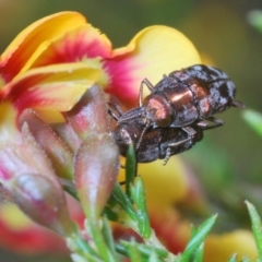 Diphucrania acuducta at O'Connor, ACT - 30 Sep 2022