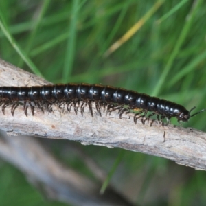 Paradoxosomatidae sp. (family) at Stromlo, ACT - 29 Sep 2022