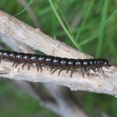 Paradoxosomatidae sp. (family) at Stromlo, ACT - 29 Sep 2022