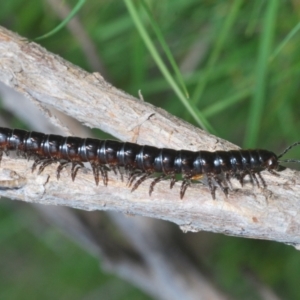 Paradoxosomatidae sp. (family) at Stromlo, ACT - 29 Sep 2022