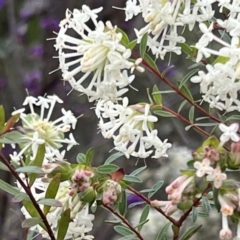 Pimelea linifolia (Slender Rice Flower) at ANBG - 29 Sep 2022 by JanetRussell