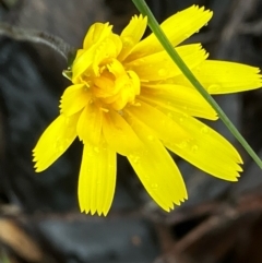 Microseris walteri (Yam Daisy, Murnong) at Fentons Creek, VIC - 26 Sep 2022 by KL