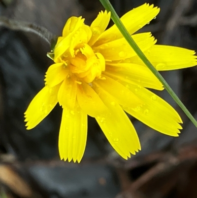 Microseris walteri (Yam Daisy, Murnong) at Fentons Creek, VIC - 26 Sep 2022 by KL