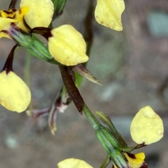 Diuris pardina (Leopard Doubletail) at Fentons Creek, VIC - 27 Sep 2022 by KL