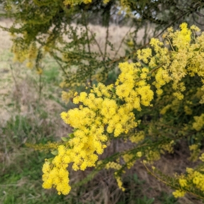 Acacia vestita (Hairy Wattle) at Kambah, ACT - 30 Sep 2022 by HelenCross