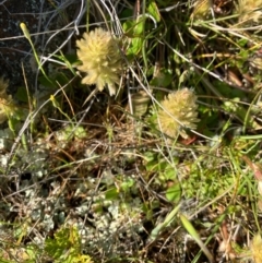 Ptilotus spathulatus (Pussytails, Cats Paws) at Fentons Creek, VIC - 29 Sep 2022 by KL