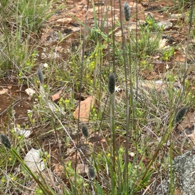 Neurachne alopecuroides (Foxtail Mulga Grass) at Fentons Creek, VIC - 29 Sep 2022 by KL
