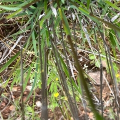 Neurachne alopecuroides at suppressed - 29 Sep 2022 02:31 PM