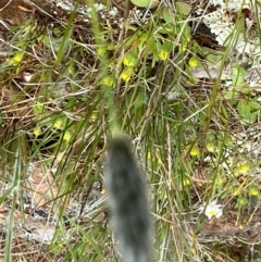 Neurachne alopecuroides at suppressed - 29 Sep 2022 02:31 PM