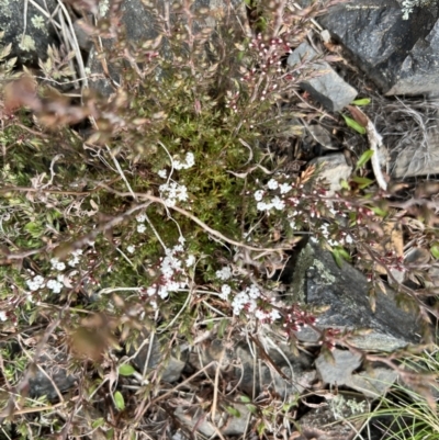 Styphelia attenuata (Small-leaved Beard Heath) at Booth, ACT - 30 Sep 2022 by SimoneC