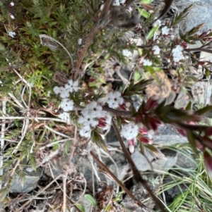 Leucopogon attenuatus at Booth, ACT - 30 Sep 2022