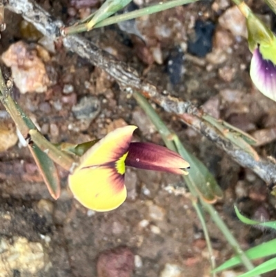 Templetonia stenophylla at Fentons Creek, VIC - 27 Sep 2022 by KL