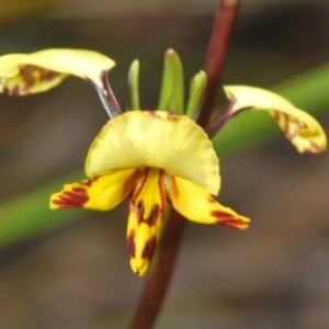 Diuris nigromontana at O'Connor, ACT - 30 Sep 2022