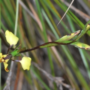 Diuris nigromontana at O'Connor, ACT - 30 Sep 2022