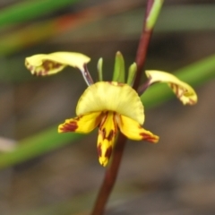 Diuris nigromontana at O'Connor, ACT - 30 Sep 2022