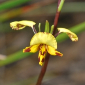 Diuris nigromontana at O'Connor, ACT - suppressed