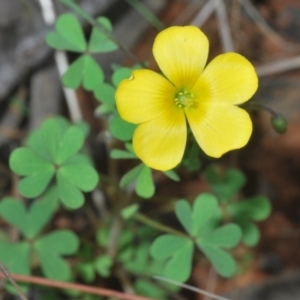 Oxalis sp. at O'Connor, ACT - 30 Sep 2022 03:47 PM