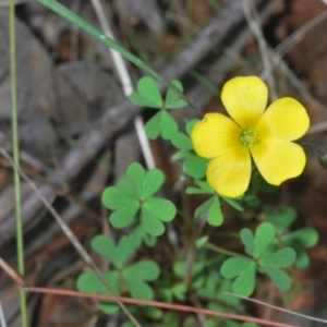 Oxalis sp. at O'Connor, ACT - 30 Sep 2022 03:47 PM