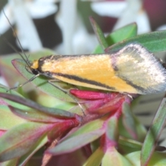 Philobota undescribed species near arabella (A concealer moth) at O'Connor, ACT - 30 Sep 2022 by Harrisi