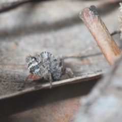 Tetrigidae (family) at Bruce, ACT - 30 Sep 2022