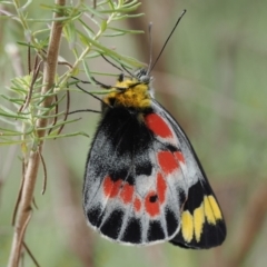 Delias harpalyce (Imperial Jezebel) at Paddys River, ACT - 29 Sep 2022 by RAllen
